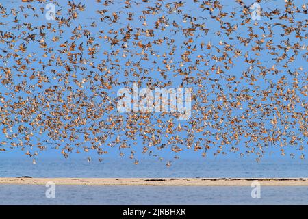 Un énorme troupeau de godwits à queue de bar (Limosa lapponica) et de noeuds rouges (Calidris canutus) volant contre le ciel bleu le long de la côte de la mer du Nord au printemps Banque D'Images