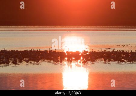 Troupeau de grues communes / grue eurasienne (Grus griss) groupe reposant dans des eaux peu profondes, silhouetté au coucher du soleil en automne / automne Banque D'Images