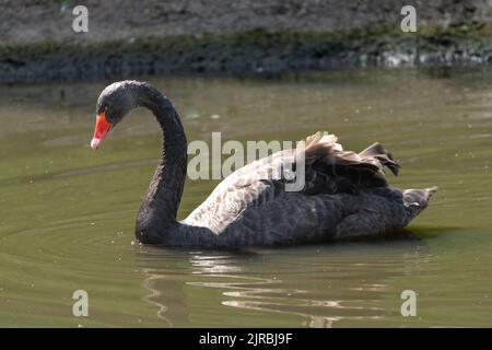 Un cygne noir nageant sur une piscine d'eau par une journée ensoleillée Banque D'Images