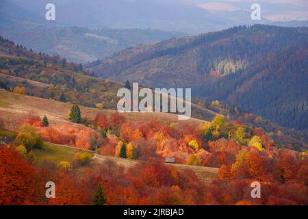 vue fabuleuse sur la campagne carpalienne en automne. paysage alpin coloré dans la lumière du matin et la crête de borzhava au loin Banque D'Images