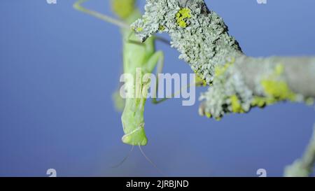 23 août 2022, Odessa oblast, Ukraine, Europe de l'est: Gros plan portrait frontal de la mante verte de prière est suspendu sous la branche d'arbre et regarde sur l'objectif de l'appareil photo sur fond vert herbe et bleu ciel. European mantis (Credit image: © Andrey Nekrasov/ZUMA Press Wire) Banque D'Images