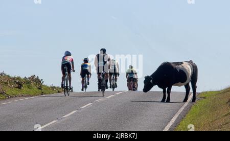 7thAug22 Gower Swansea pays de Galles Royaume-Uni Triathlon Ironman cyclisme événement Groupe de cyclistes au sommet de la colline. Bête bovine attendant patiemment pendant qu'ils passent. Banque D'Images