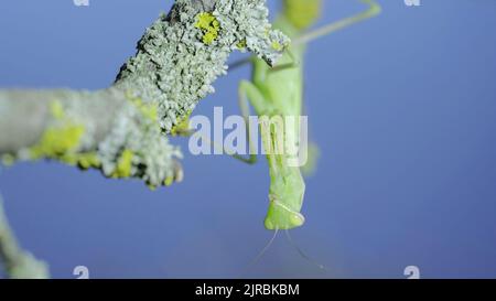 23 août 2022, Odessa oblast, Ukraine, Europe de l'est: Gros plan portrait frontal de la mante verte de prière est suspendu sous la branche d'arbre et regarde sur l'objectif de l'appareil photo sur fond vert herbe et bleu ciel. European mantis (Credit image: © Andrey Nekrasov/ZUMA Press Wire) Banque D'Images