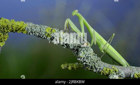 23 août 2022, Odessa oblast, Ukraine, Europe de l'est: Gros plan de mantis de prière vert marche le long de la branche d'arbre sur fond d'herbe verte et de ciel bleu. European mantis (Credit image: © Andrey Nekrasov/ZUMA Press Wire) Banque D'Images