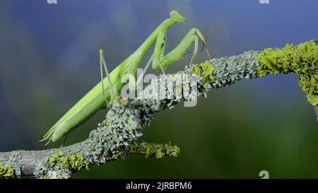 23 août 2022, Odessa oblast, Ukraine, Europe de l'est: Gros plan de mantis de prière vert marche le long de la branche d'arbre sur fond d'herbe verte et de ciel bleu. European mantis (Credit image: © Andrey Nekrasov/ZUMA Press Wire) Banque D'Images