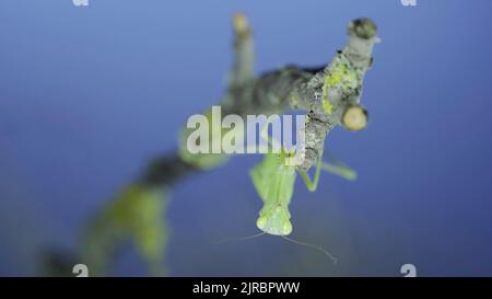 Gros plan portrait frontal de la mante de prière verte est suspendu sous la branche de l'arbre et regarde sur l'objectif de l'appareil photo sur fond d'herbe verte et de ciel bleu. Européen Banque D'Images