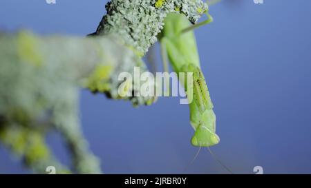Gros plan portrait frontal de la mante de prière verte est suspendu sous la branche de l'arbre et regarde sur l'objectif de l'appareil photo sur fond d'herbe verte et de ciel bleu. Européen Banque D'Images