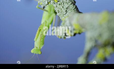 Gros plan portrait frontal de la mante de prière verte est suspendu sous la branche de l'arbre et regarde sur l'objectif de l'appareil photo sur fond d'herbe verte et de ciel bleu. Européen Banque D'Images