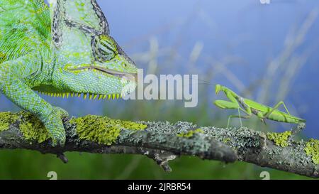 Gros plan, chameleon vert voilé mûr regardant curieusement la mante de prière. Caméléon à tête conique ou caméléon yéménite (Chamaeleo calyptratus) et Transc Banque D'Images