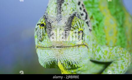 Le portrait frontal en gros plan du caméléon vert voilé adulte se trouve sur la branche d'un arbre et regarde sur l'objectif de l'appareil photo, sur l'herbe verte et le fond bleu du ciel. Con Banque D'Images