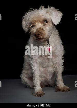 Portrait studio d'un vieux chien blanc aveugle. Banque D'Images