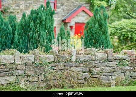 Fleurs sauvages poussant sur un mur de pierre, avec maison et jardin en arrière-plan Banque D'Images