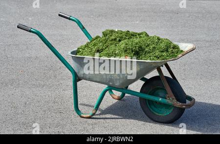 Une brouette pleine d'herbe verte coupée d'une pelouse. Banque D'Images