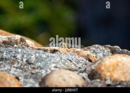 Dragonfly sur Une pierre de près dans la nature. Une libellule jaunâtre se couche au soleil. Photographie de la nature. Banque D'Images