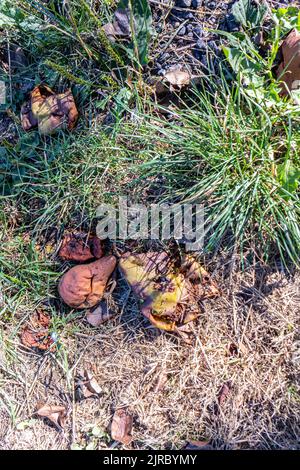 Moulu avec des poires brunes pourries avec des insectes, des mouches et des guêpes, des ordures et des fruits pourris contre l'herbe sèche, chaud jour ensoleillé dans la poire biologique et les pommes ou Banque D'Images