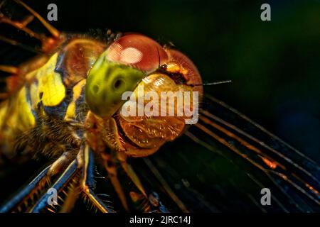 Photo ultra macro d'une libellule dans de magnifiques couleurs sur fond vert foncé Banque D'Images