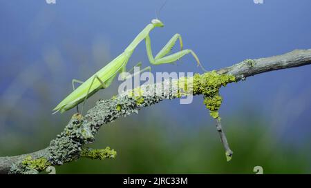 23 août 2022, Odessa oblast, Ukraine, Europe de l'est: Gros plan de mantis de prière vert marche le long de la branche d'arbre sur fond d'herbe verte et de ciel bleu. European mantis (Credit image: © Andrey Nekrasov/ZUMA Press Wire) Banque D'Images