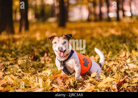 Concept de sécurité pour chien avec chien heureux assis dans un parc d'automne portant un gilet réfléchissant orange Banque D'Images