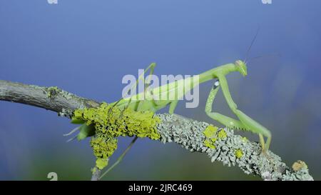 23 août 2022, Odessa oblast, Ukraine, Europe de l'est: Gros plan de mantis de prière vert marche le long de la branche d'arbre sur fond d'herbe verte et de ciel bleu. European mantis (Credit image: © Andrey Nekrasov/ZUMA Press Wire) Banque D'Images