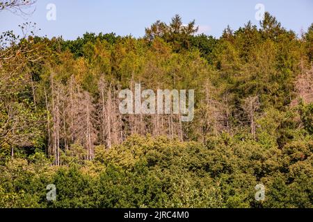 Dépérissement de la forêt avec des arbres malades dans la forêt en Allemagne Banque D'Images
