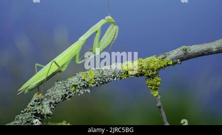 23 août 2022, Odessa oblast, Ukraine, Europe de l'est: Gros plan de mantis de prière vert marche le long de la branche d'arbre sur fond d'herbe verte et de ciel bleu. European mantis (Credit image: © Andrey Nekrasov/ZUMA Press Wire) Banque D'Images