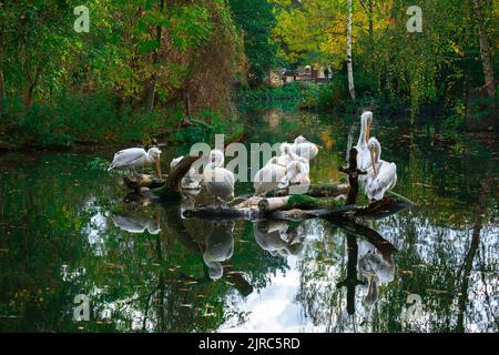 Les pélicans reposent sur Une branche d'arbre dans l'eau Banque D'Images