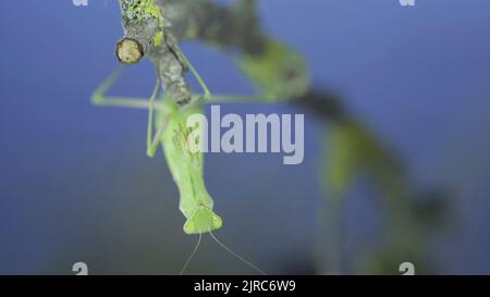 23 août 2022, Odessa oblast, Ukraine, Europe de l'est: Gros plan portrait frontal de la mante verte de prière est suspendu sous la branche d'arbre et regarde sur l'objectif de l'appareil photo sur fond vert herbe et bleu ciel. European mantis (Credit image: © Andrey Nekrasov/ZUMA Press Wire) Banque D'Images