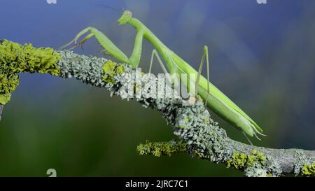 23 août 2022, Odessa oblast, Ukraine, Europe de l'est: Gros plan de mantis de prière vert marche le long de la branche d'arbre sur fond d'herbe verte et de ciel bleu. European mantis (Credit image: © Andrey Nekrasov/ZUMA Press Wire) Banque D'Images