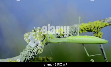 23 août 2022, oblast d'Odessa, Ukraine, Europe de l'est : gros plan de la mante verte de prière se trouve sur la branche d'arbre et mange le papillon capturé. Mantis d'Europe (Mantis religiosa) et papillon blanc de bain de l'est (image de crédit : © Andrey Nekrasov/ZUMA Press Wire) Banque D'Images