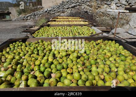 La façon traditionnelle de sécher les figues peut être vue dans la photo à Grabastica, région de Dalmatie, sur 23 août 2022. Les résidents de Grebastica ont l'habitude de sécher les figues de façon naturelle. Ils laissent juste le fruit dans les tables dites gazijola qui sont placées hors de l'ombre. Le soleil sèche les figues, évaporant les jus tout en augmentant la force de l'arôme fruité. Photo: Dusko Jaramaz/PIXSELL Banque D'Images