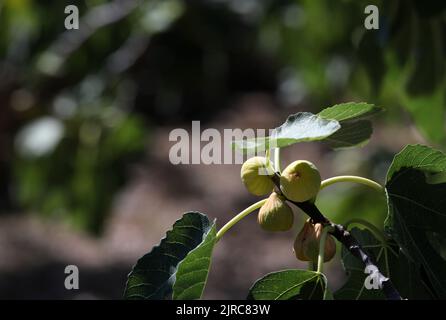 La façon traditionnelle de sécher les figues peut être vue dans la photo à Grabastica, région de Dalmatie, sur 23 août 2022. Les résidents de Grebastica ont l'habitude de sécher les figues de façon naturelle. Ils laissent juste le fruit dans les tables dites gazijola qui sont placées hors de l'ombre. Le soleil sèche les figues, évaporant les jus tout en augmentant la force de l'arôme fruité. Photo: Dusko Jaramaz/PIXSELL Banque D'Images