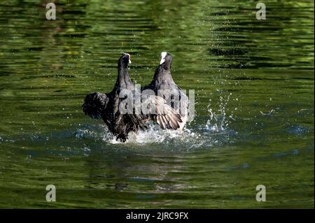 Les oiseaux d'eau de Foulques, Fulica atra, comportement agressif et combat au-dessus d'un compagnon et d'un territoire Banque D'Images