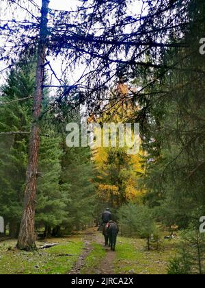 Un homme sur un cheval descendant dans une ruelle dans une forêt entourée d'arbres à feuilles persistantes Banque D'Images