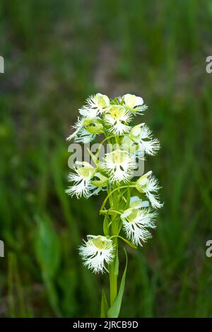 L'Orchidée ailée des Prairies de l'Ouest fleuit dans la réserve de Tall Grass Prairie près de Tolstoï, au Manitoba, au Canada. Banque D'Images