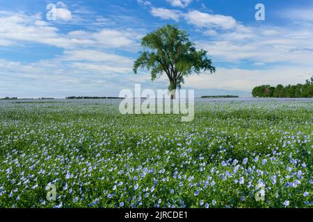 Un arbre isolé et un champ de lin en fleurs près de Myrtle, au Manitoba, au Canada. Banque D'Images