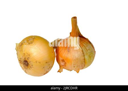 Oignon. Légumes. Deux ampoules dorées sur fond blanc. Banque D'Images