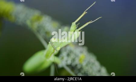 23 août 2022, Odessa oblast, Ukraine, Europe de l'est : le portrait en gros plan de la mante de prière verte est placé sur la branche d'arbre et regarde sur l'objectif de l'appareil photo. European mantis (Credit image: © Andrey Nekrasov/ZUMA Press Wire) Banque D'Images