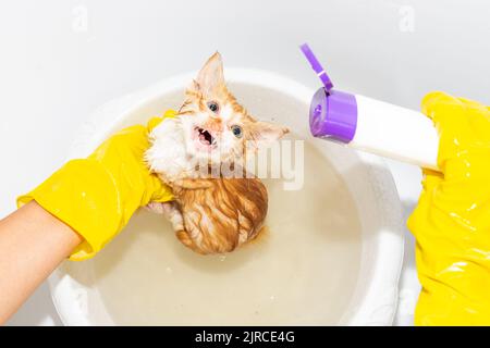 Le chaton mouillé effrayé n'aime pas nager. Une femme tient un chat dans un bassin et se lave avec du shampooing. Banque D'Images