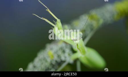 23 août 2022, Odessa oblast, Ukraine, Europe de l'est : le portrait en gros plan de la mante de prière verte est placé sur la branche d'arbre et regarde sur l'objectif de l'appareil photo. European mantis (Credit image: © Andrey Nekrasov/ZUMA Press Wire) Banque D'Images