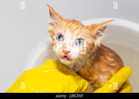 Humide drôle effrayé Ginger chaton avec les yeux renflés prend un bain. Une femme en gants lave un chat. Banque D'Images