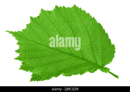 feuille de noisette, isolée sur fond blanc, chemin de coupure, pleine profondeur de champ Banque D'Images