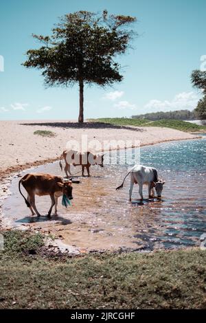 Une vue de belles vaches de l'eau potable d'un lac par une journée ensoleillée Banque D'Images