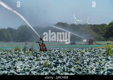 Un champ est irrigué artificiellement, l'eau est pulvérisée sur le champ par un système d'arrosage, culture végétale, chou rouge, NRW, Allemagne Banque D'Images