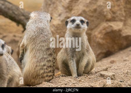 Meerkat regarde la caméra. Le meerkat se tient sur ses pattes arrière. Le meerkat assis. Animal mignon dans la nature. Groupe de meerkats. Banque D'Images