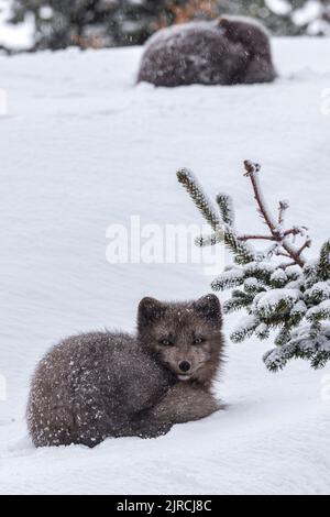 Gros plan vertical d'un joli renard arctique dans la neige Banque D'Images