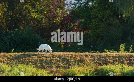 Berger suisse blanc. Chien blanc sur une promenade dans une forêt d'été. Concept de photo de la nature des animaux de compagnie. Aucune personne, espace de copie pour le texte Banque D'Images