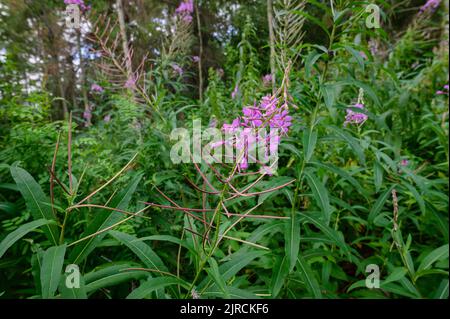 La mouchee (Epilobium angustifolium) fleurit dans la forêt boréale du Canada, parc national Elk Island (Alberta) Banque D'Images