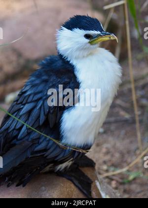 Magnifique petit Cormorant à pied avec des yeux tranchants et un plumage immaculé. Banque D'Images