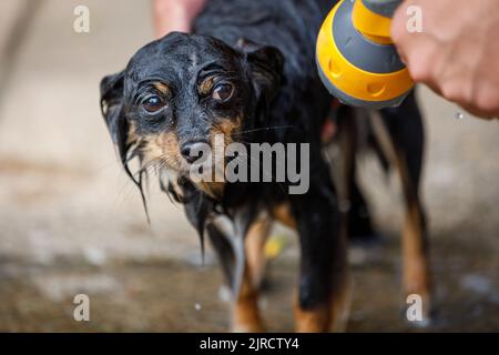 Un chihuahua humide étant donné une douche, l'air forlorn et bedragled Banque D'Images