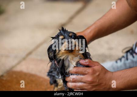 Un chien long poil chihuahua regardant le contenu tout en étant lavé avec de l'eau savonneuse. Banque D'Images
